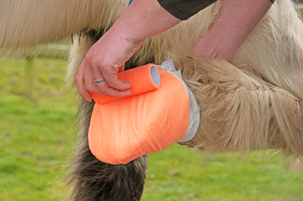 bandage abces cheval